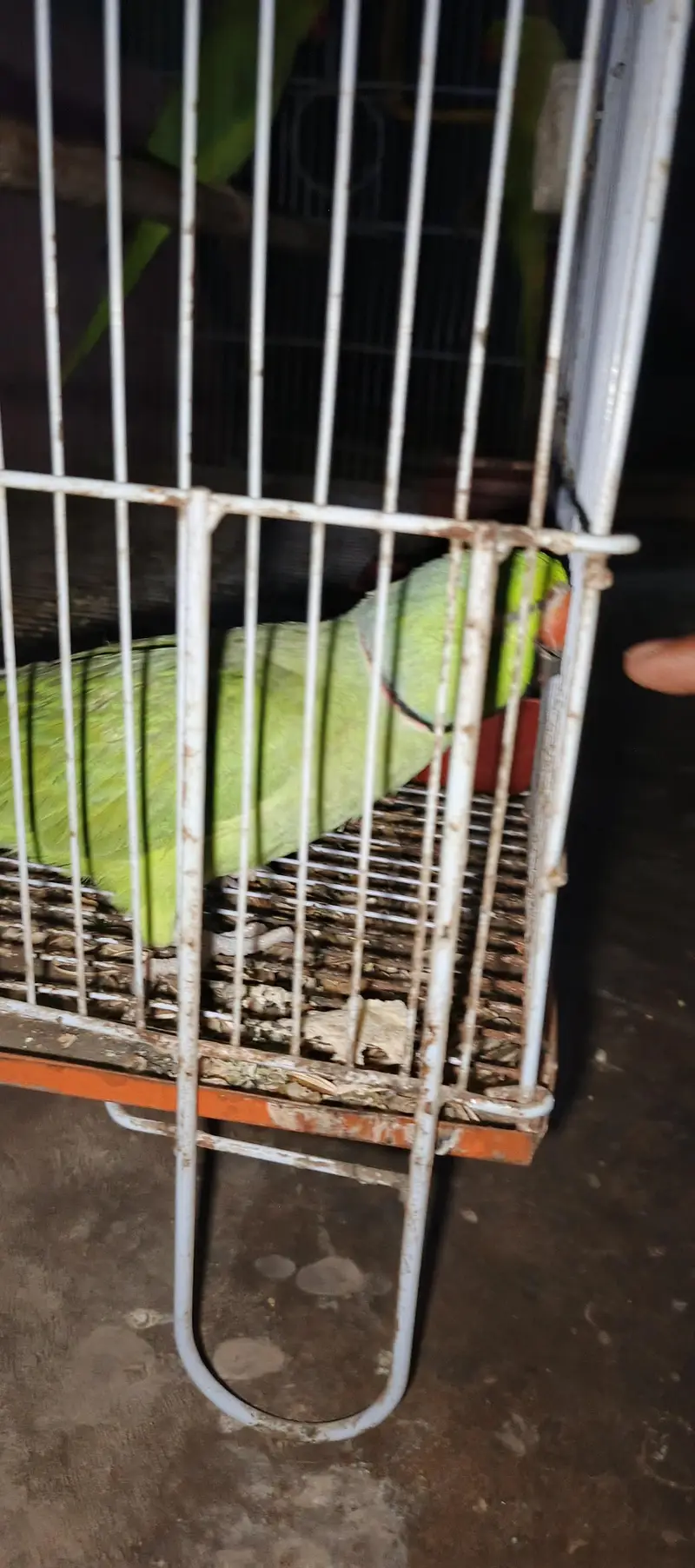 Assalam a walikom toking parrot haldy &  active ha naal taal fliy All — photo 8