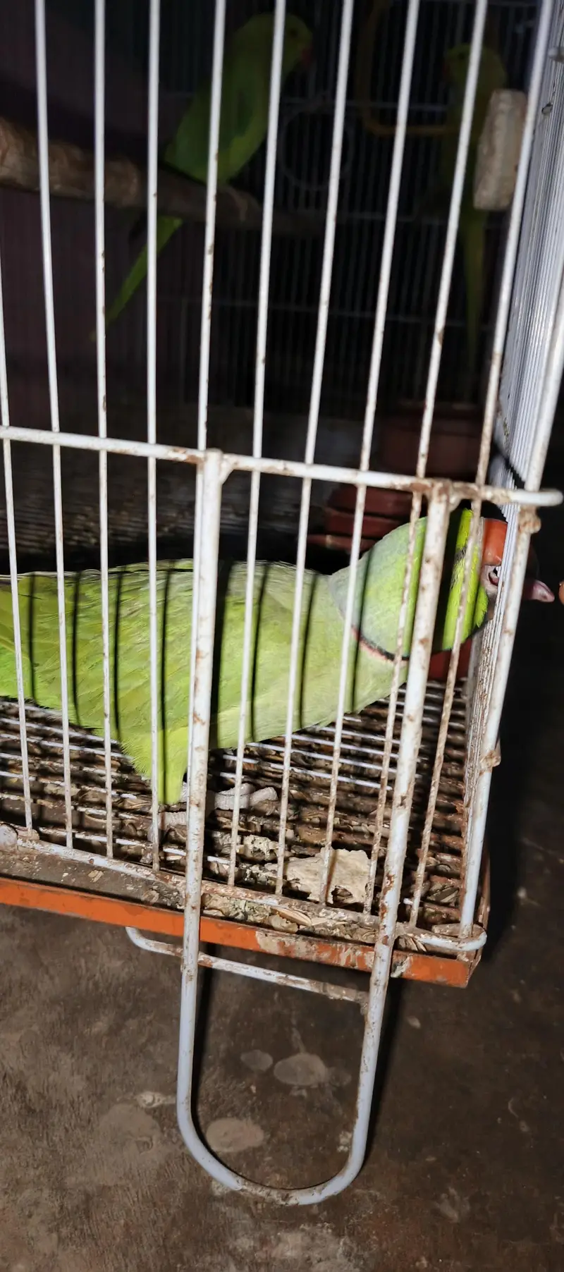 Assalam a walikom toking parrot haldy &  active ha naal taal fliy All — photo 9