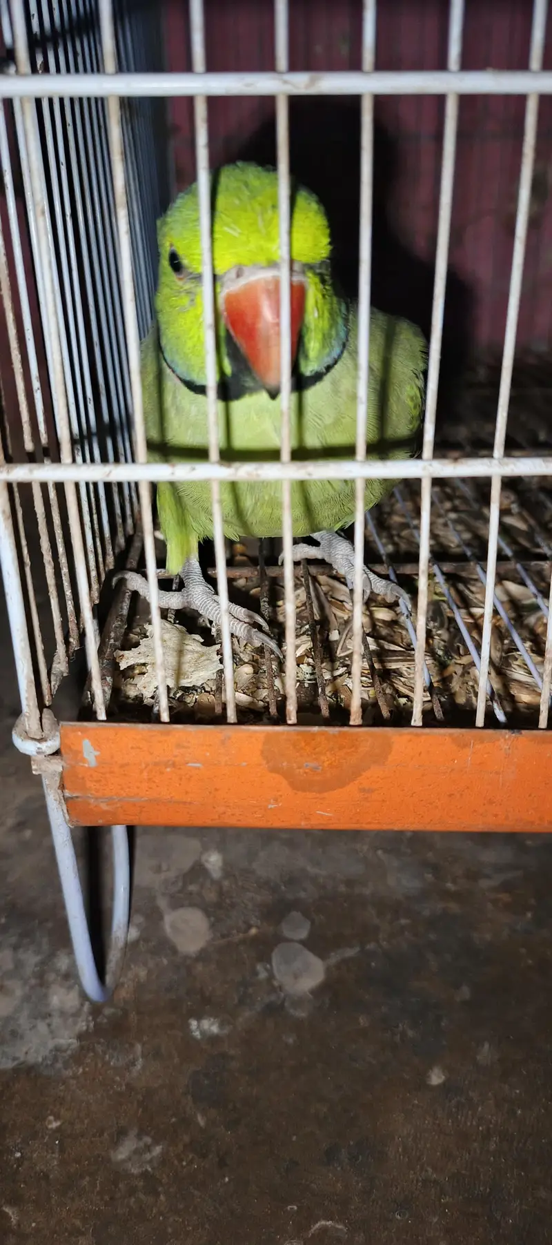 Assalam a walikom toking parrot haldy &  active ha naal taal fliy All — photo 10