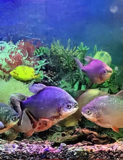 Red belly Pacu 2 pairs