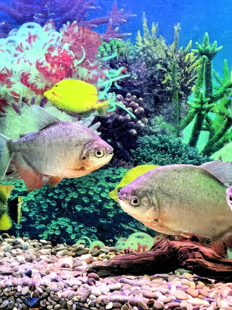 Red belly Pacu 2 pairs — photo 2