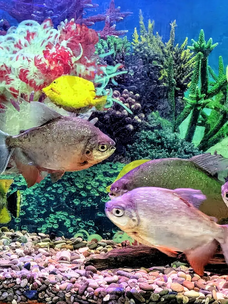 Red belly Pacu 2 pairs — photo 3