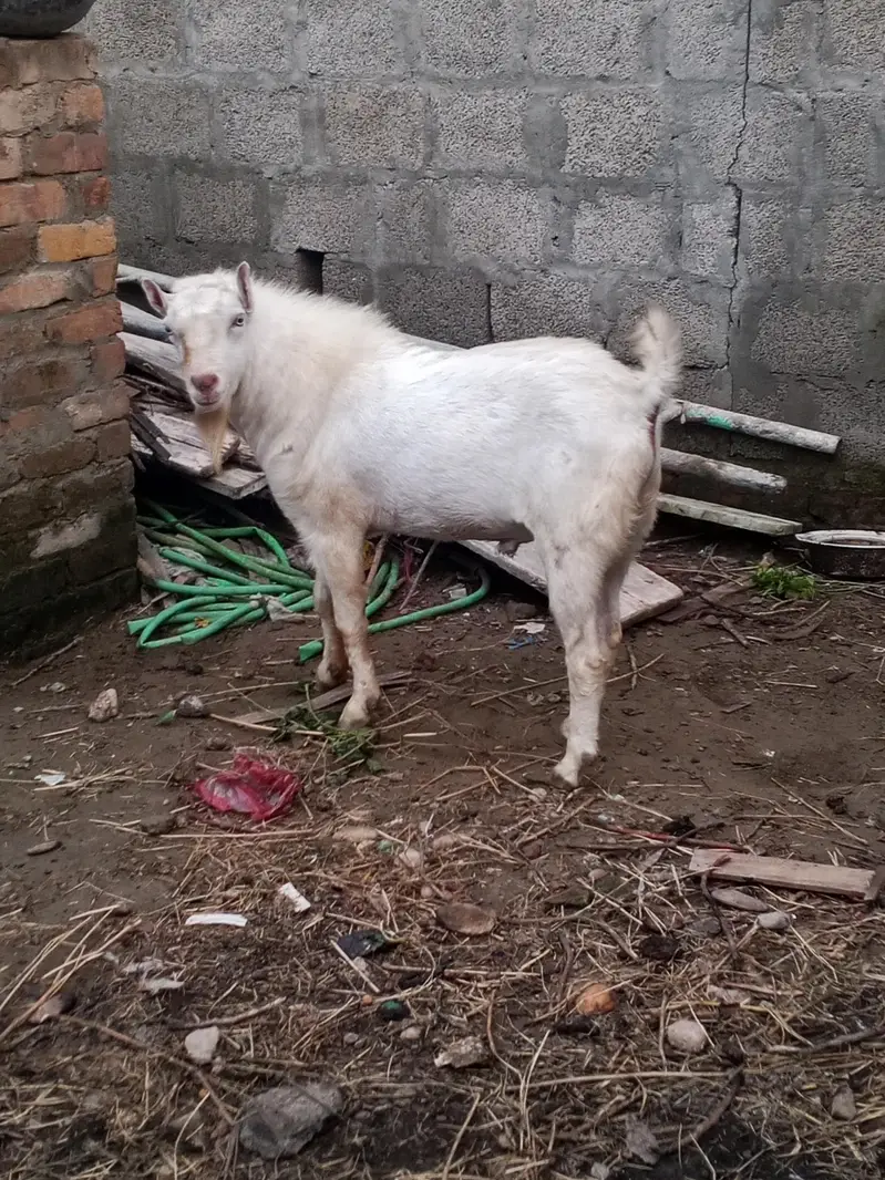 0302 5283529 pure russian white tedda malee breader for salee — photo 2