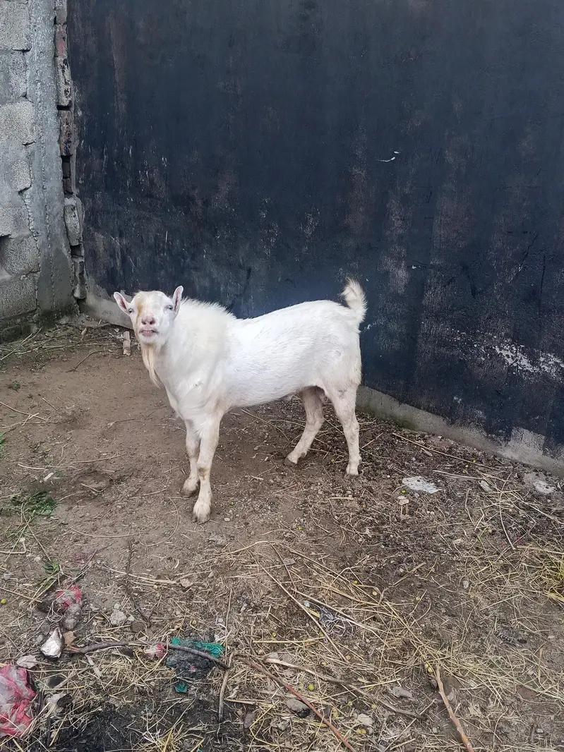 0302 5283529 pure russian white tedda malee breader for salee — photo 3