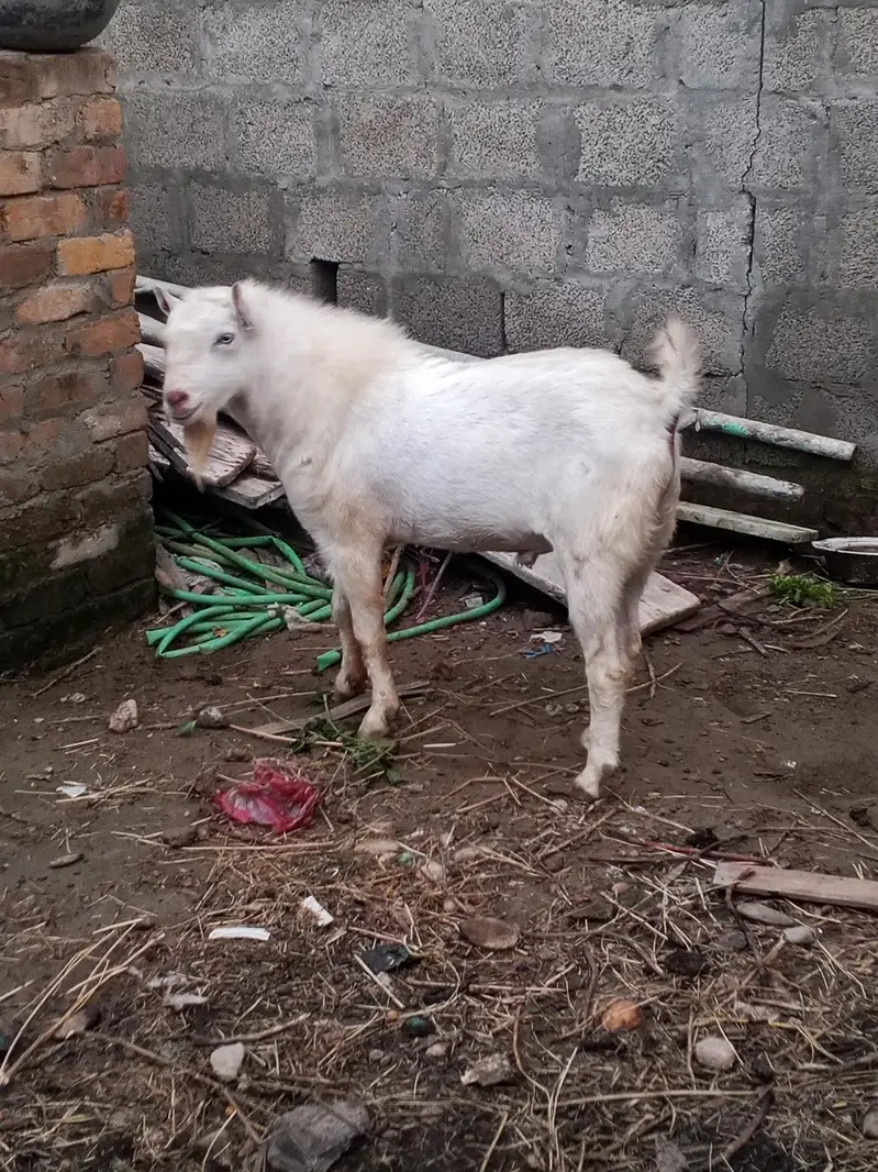 0302 5283529 pure russian white tedda malee breader for salee — photo 6