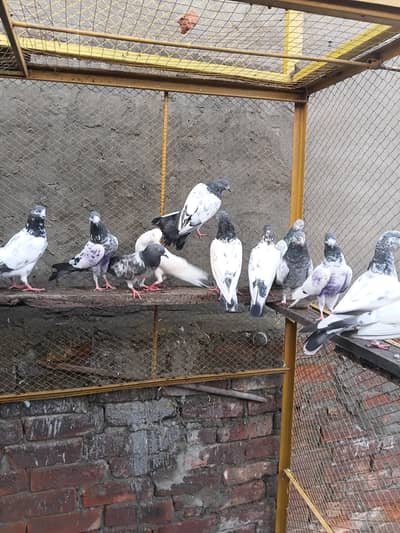 teddy pigeons
