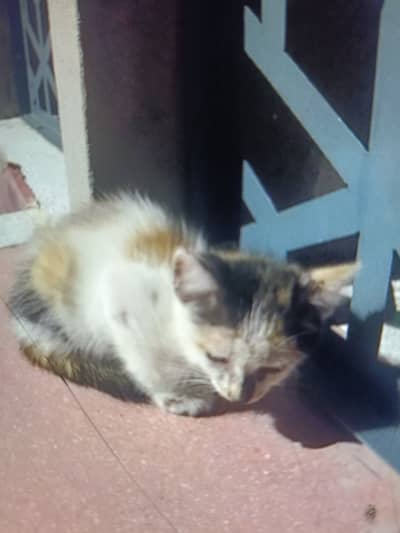 Kitten up for adoption