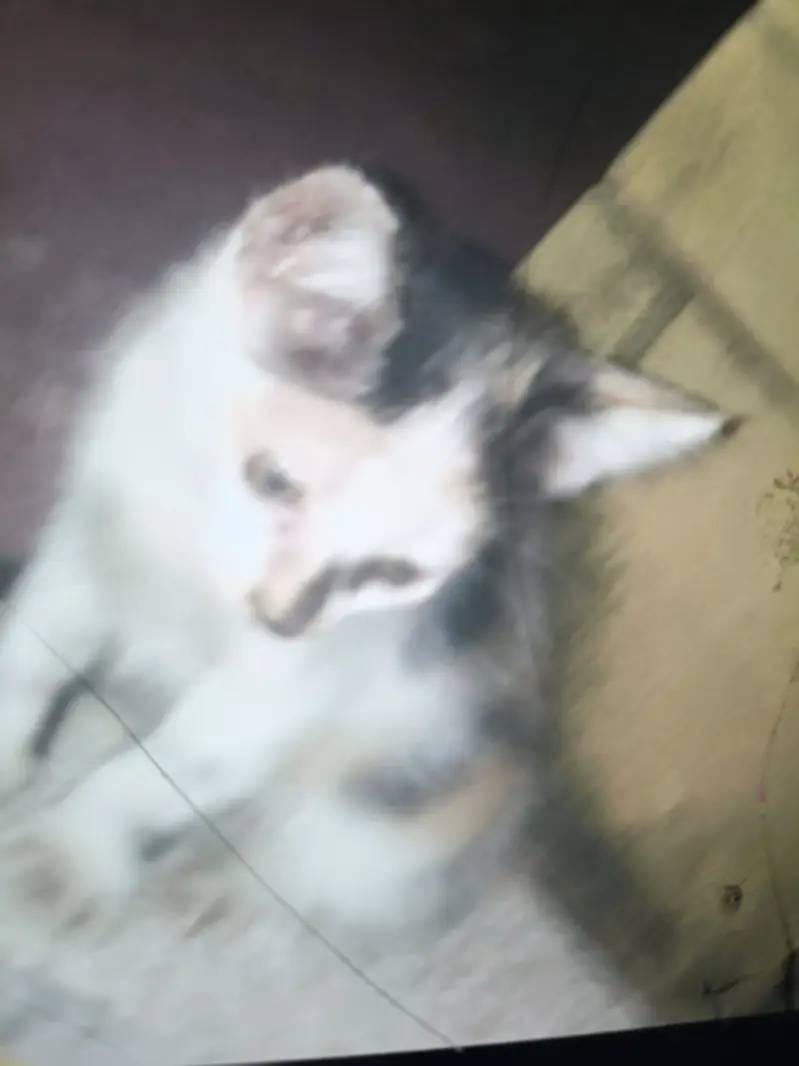 Kitten up for adoption — photo 2