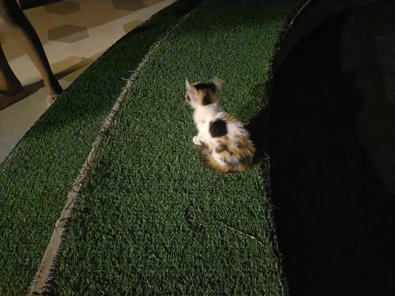Kitten up for adoption — photo 3