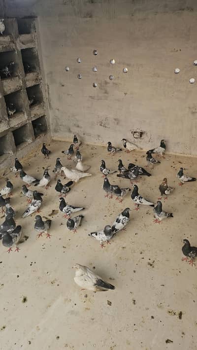 pure breed kabutar for sale