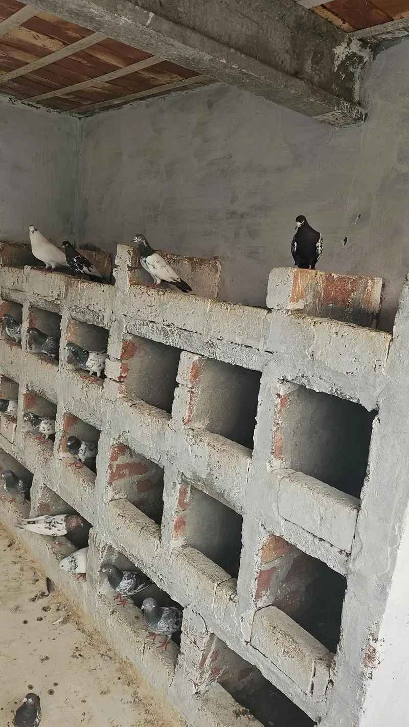 pure breed kabutar for sale — photo 4