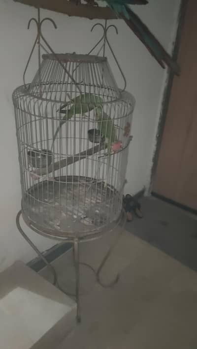 captive bounded pair with fancy cage