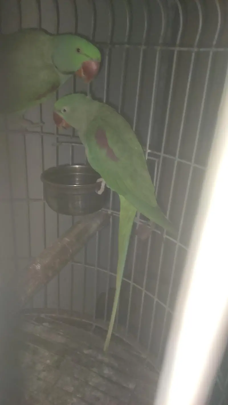 captive bounded pair with fancy cage — photo 2
