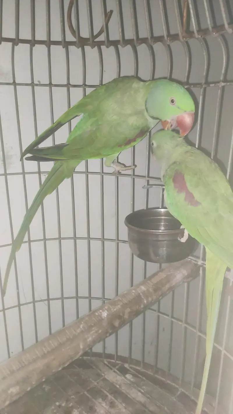 captive bounded pair with fancy cage — photo 3