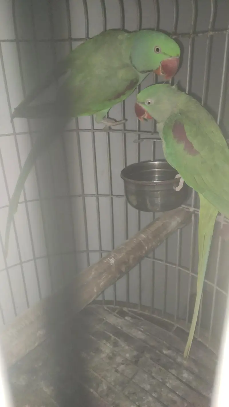 captive bounded pair with fancy cage — photo 4