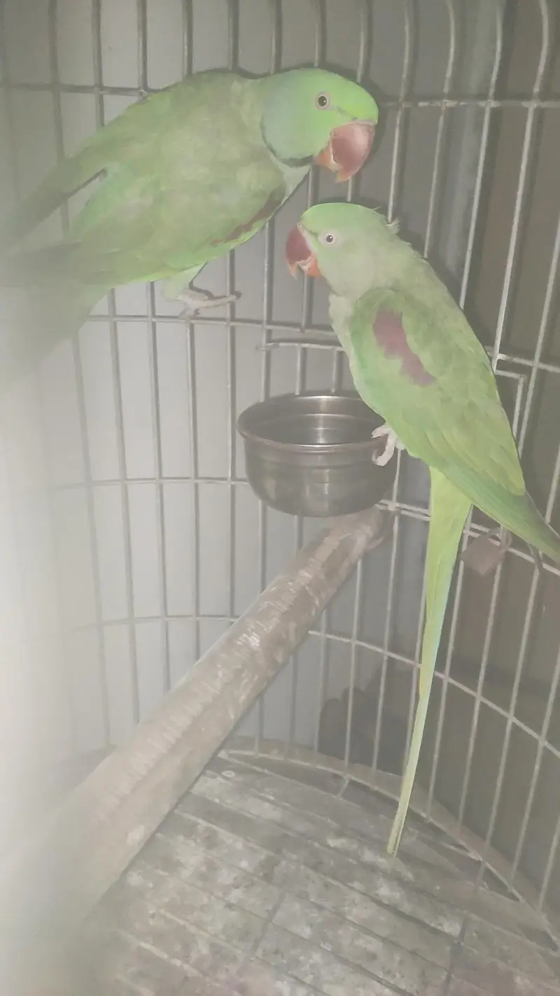captive bounded pair with fancy cage — photo 5