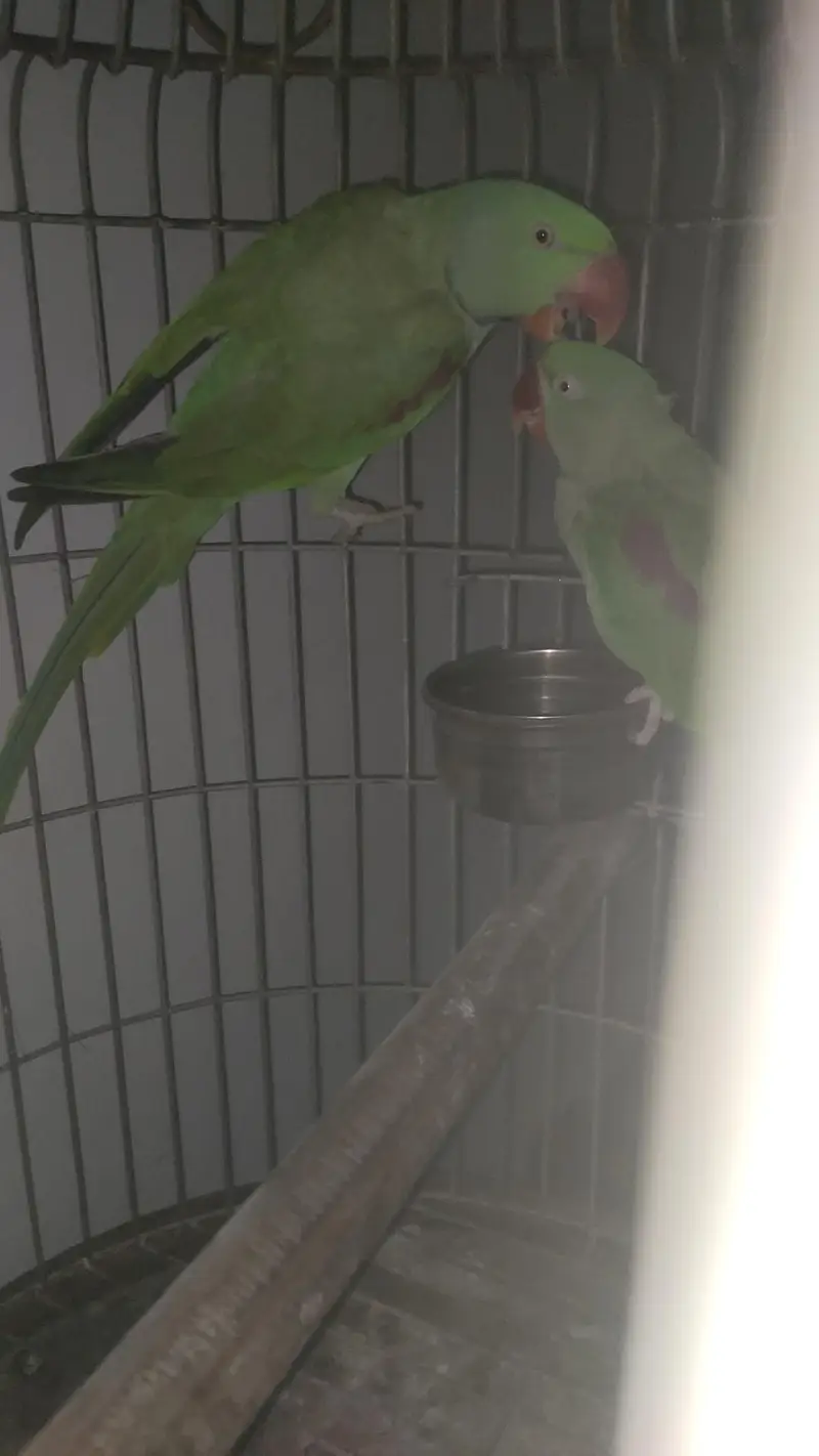 captive bounded pair with fancy cage — photo 6