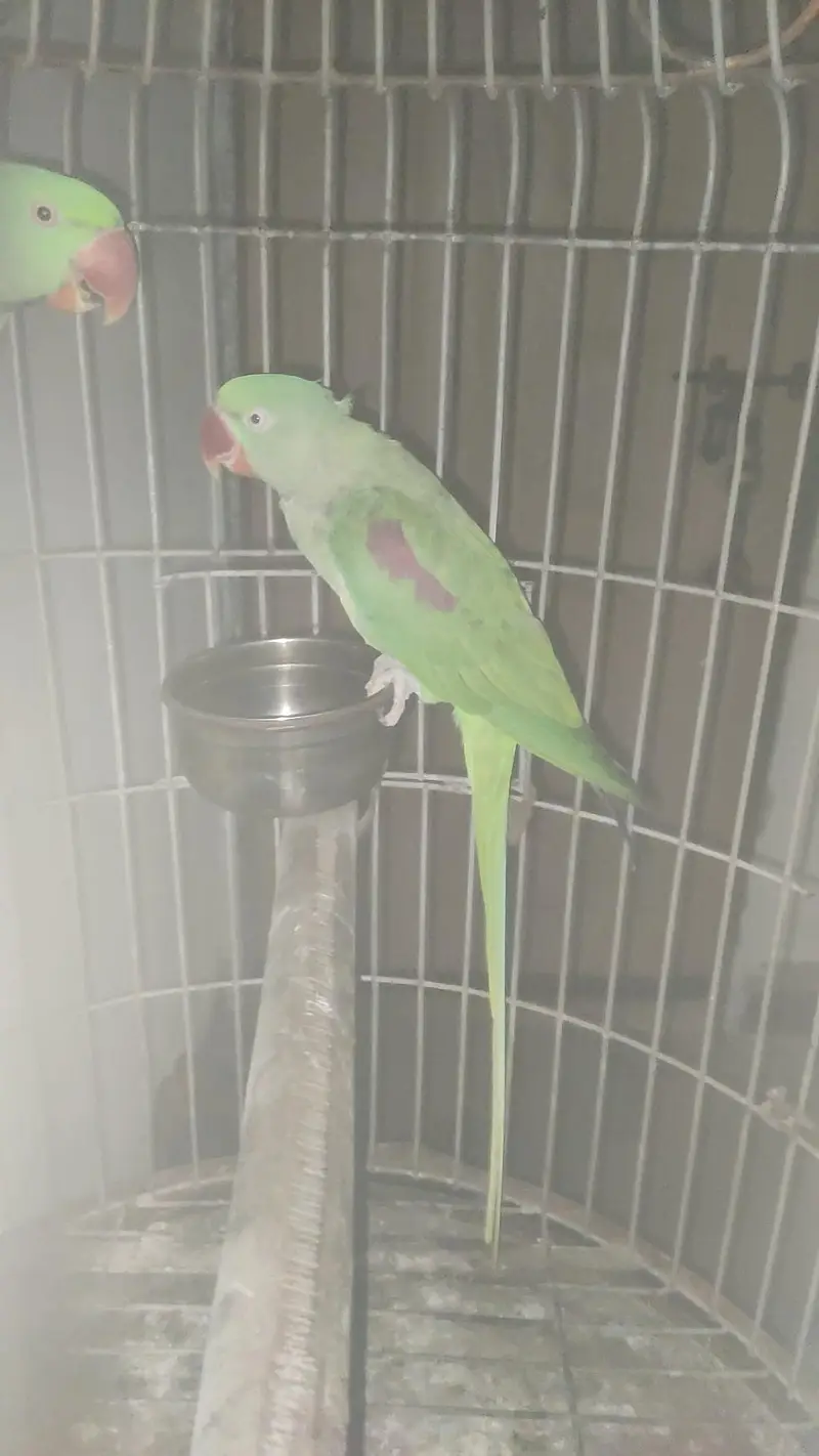 captive bounded pair with fancy cage — photo 7