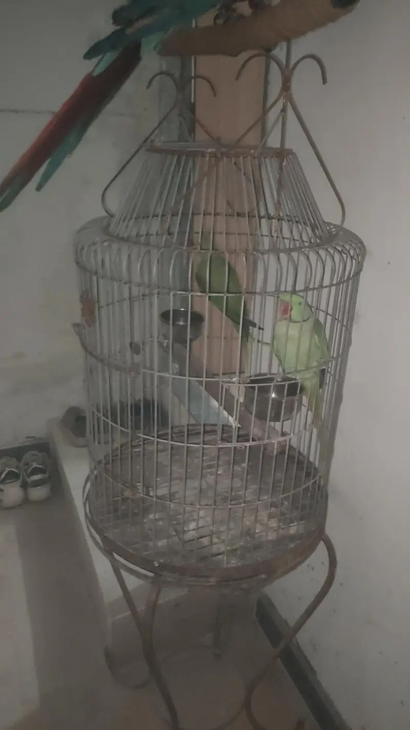 captive bounded pair with fancy cage — photo 8