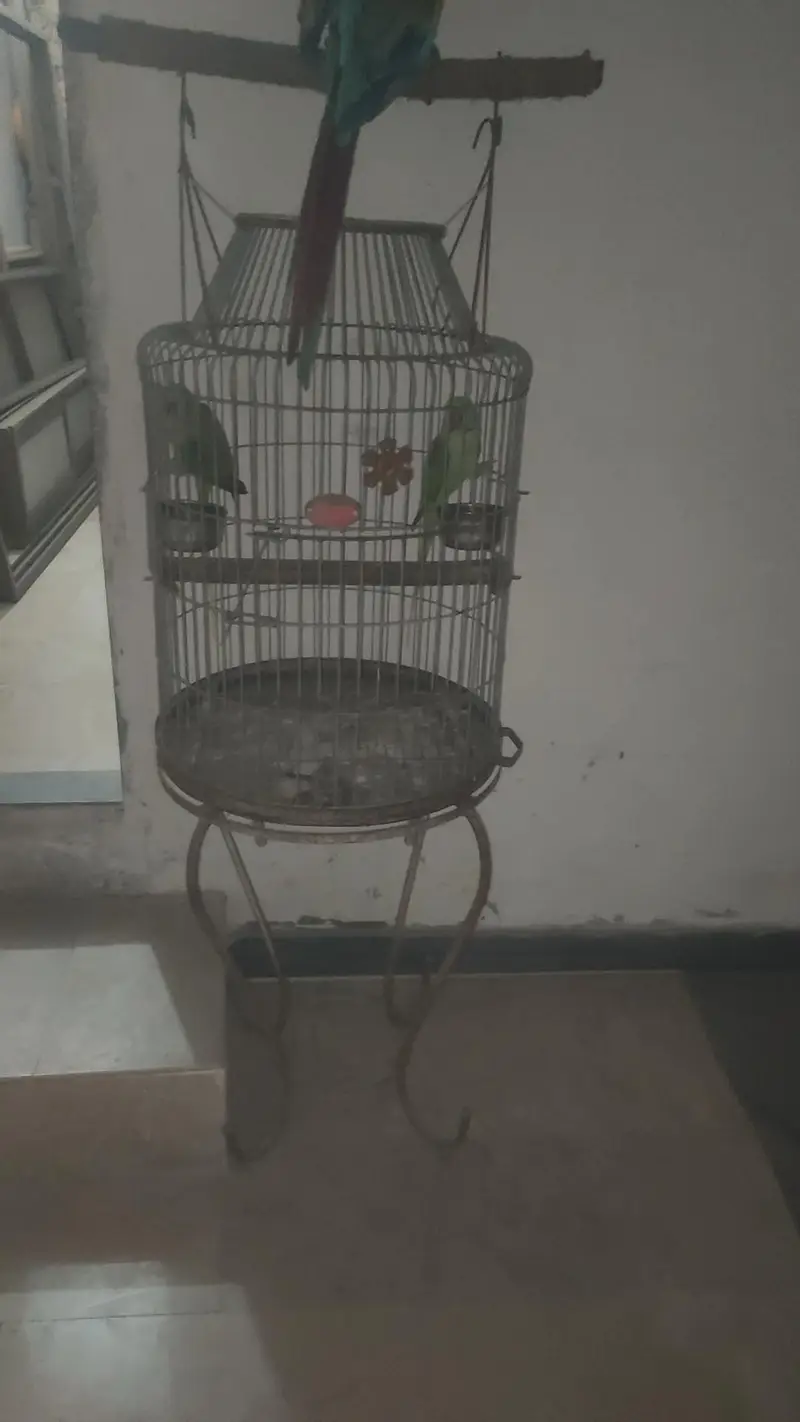 captive bounded pair with fancy cage — photo 9