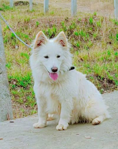 russain o siez femle for sale
