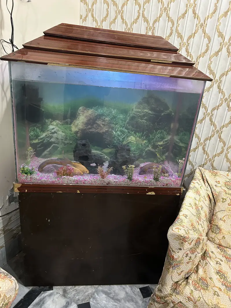 Complete Aquarium Setup for Sale — photo 3