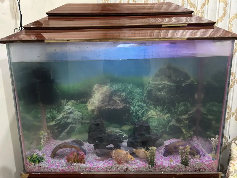 Complete Aquarium Setup for Sale — photo 5