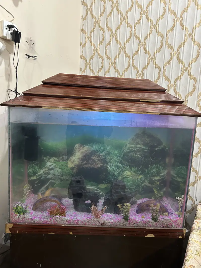 Complete Aquarium Setup for Sale — photo 7