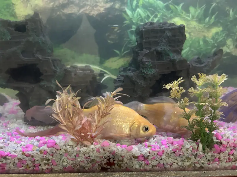 Complete Aquarium Setup for Sale — photo 8