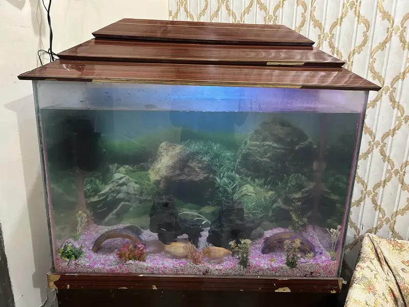 Complete Aquarium Setup for Sale — photo 9