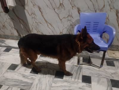 German shepherd