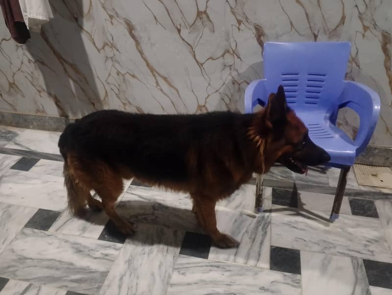 German shepherd 0