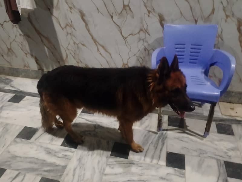 German shepherd 1