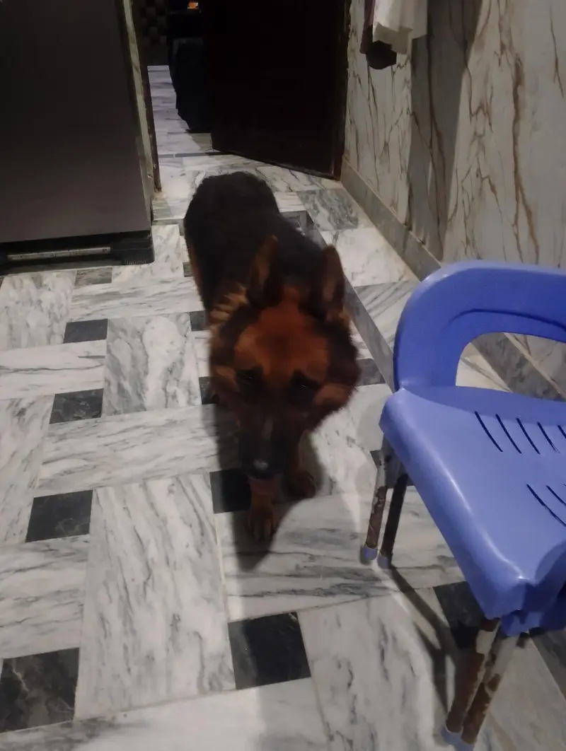 German shepherd — photo 3