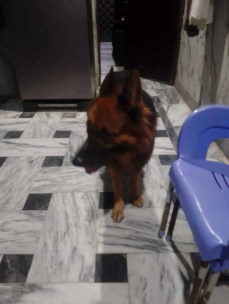 German shepherd 3