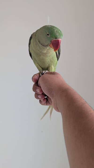 Hand tamed 0-Bite | Monks, Ringnecks, Sun Conures, Kashmiri Pahari Etc