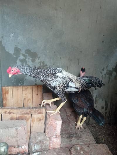 Aseel mainwali patha and female fully active for sale