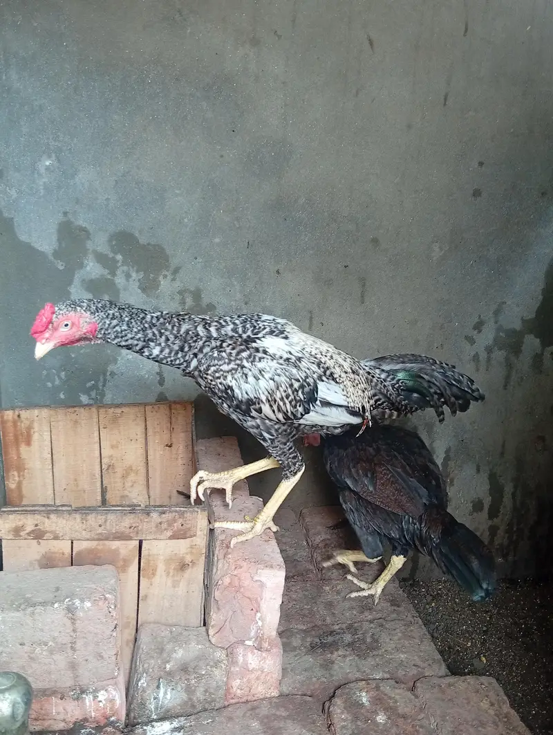 Aseel mainwali patha and female fully active for sale — photo 2