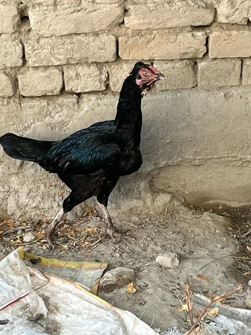 aseel murghi — photo 2