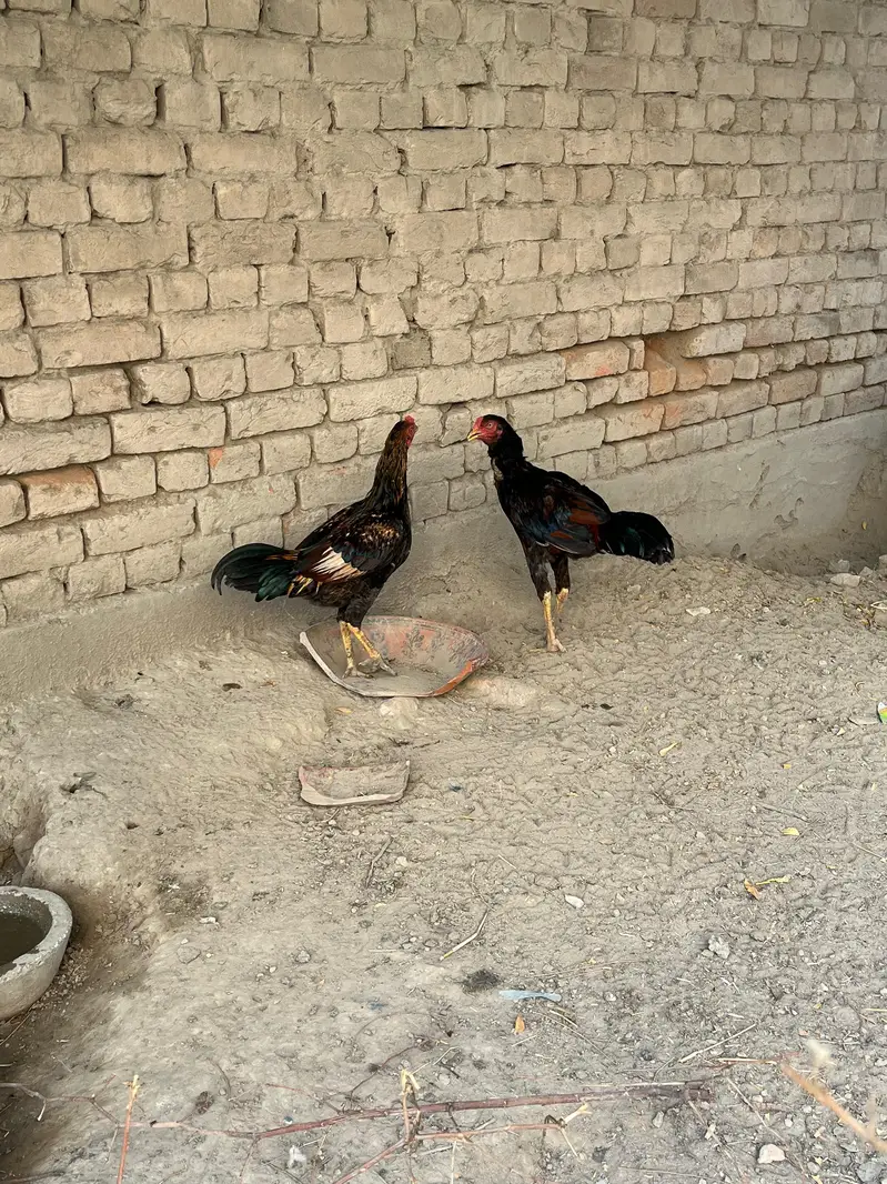 aseel murghi — photo 8