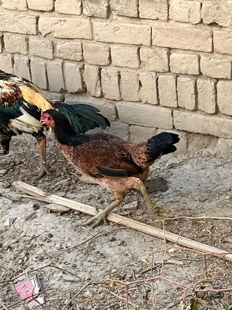 aseel murghi — photo 9