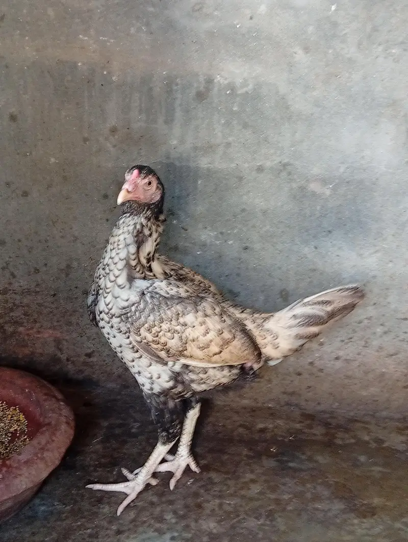 Aseel mainwali patha and female fully active for sale — photo 4