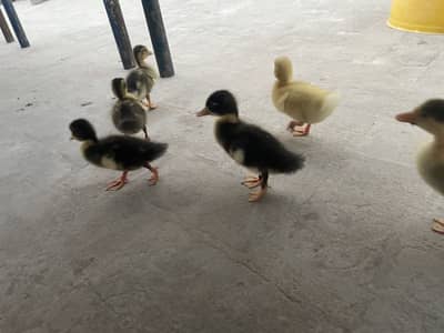3 pairs duck baby 03213831829