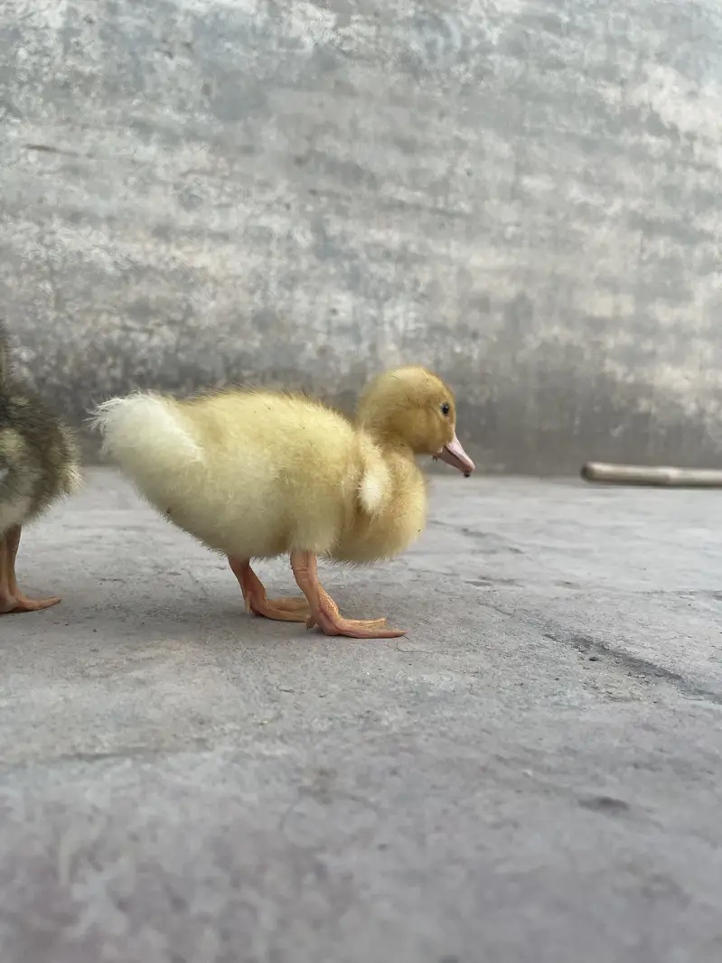 3 pairs duck baby 03213831829 — photo 2