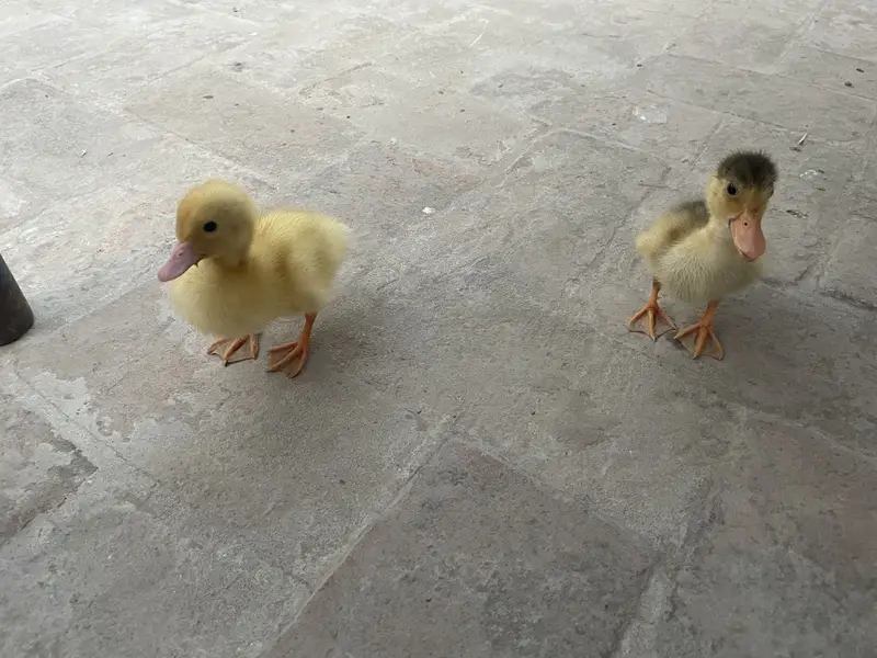 3 pairs duck baby 03213831829 — photo 4