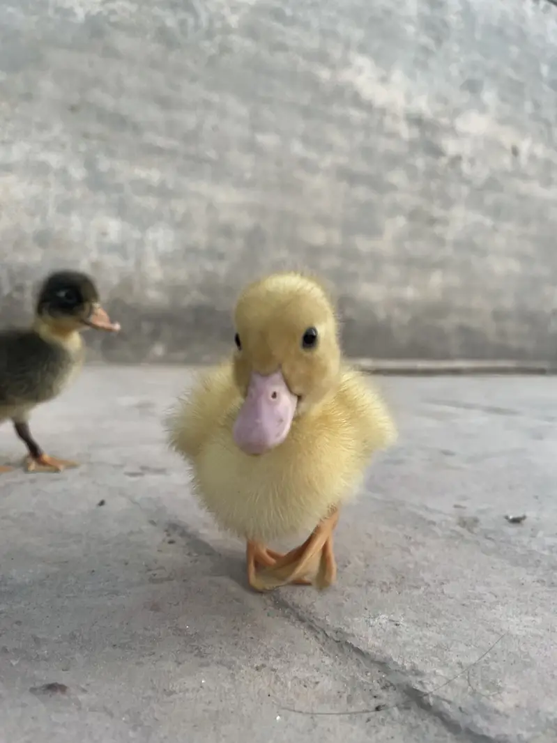 3 pairs duck baby 03213831829 — photo 5