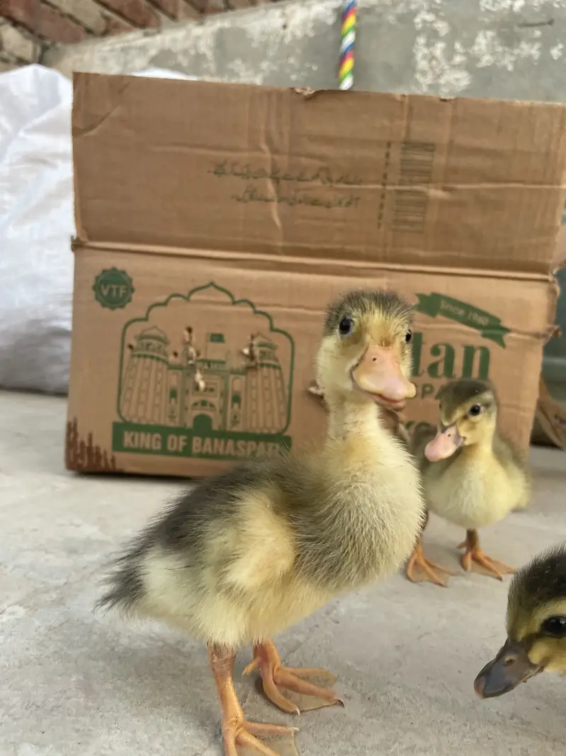 3 pairs duck baby 03213831829 — photo 6