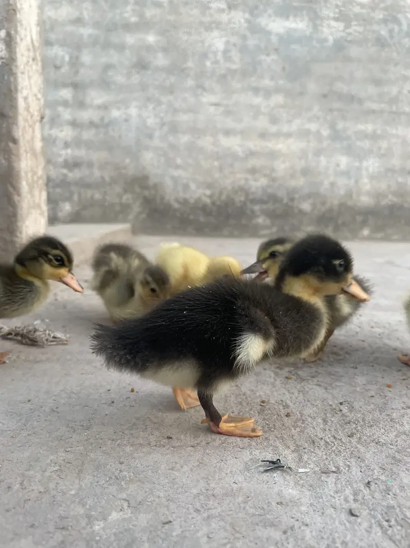 3 pairs duck baby 03213831829 — photo 7