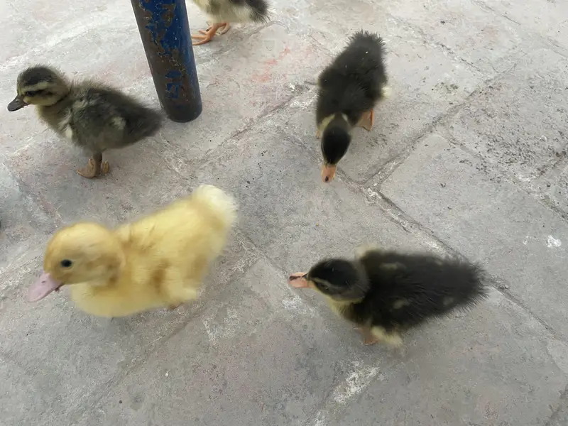 3 pairs duck baby 03213831829 — photo 8