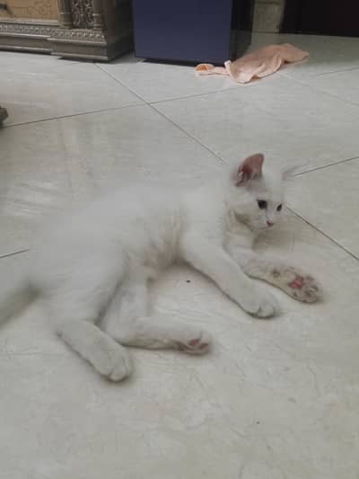 Persian doll face cat